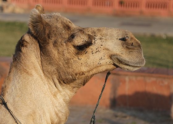 Camel | Travel | Jaipur | Rajasthan